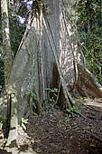 Erika Lodge and the jungle in the Manu reserve